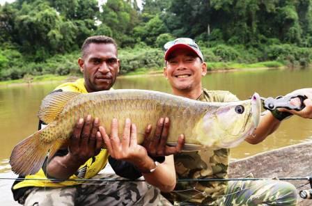 Ikan Arwana di Sungai Indonesia