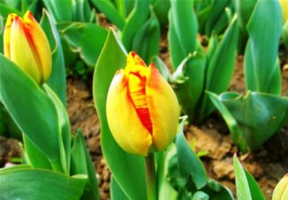 harga bunga tulip kuning