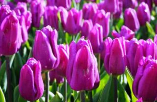 harga bunga tulip ungu