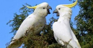 harga burung kakatua jambul kuning