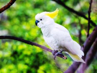 harga burung kakatua jambul kuning Anakan