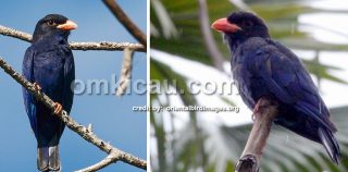 harga burung tengkek buto biru