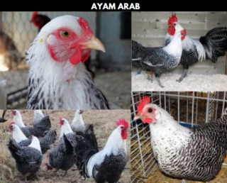 Ayam Arab