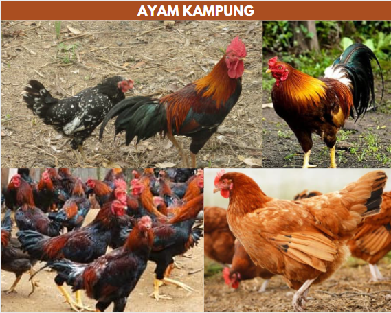 Gambar ayam kampung