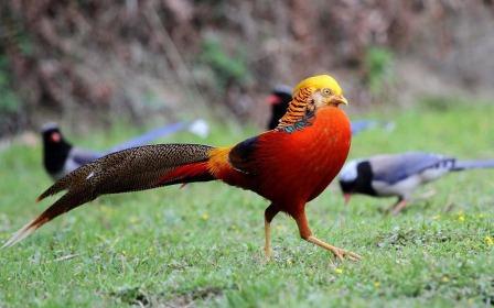 Harga Ayam Tibet Golden Pheasant