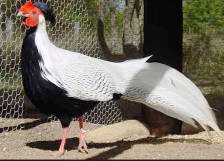 Harga Ayam Tibet Silver (putih)