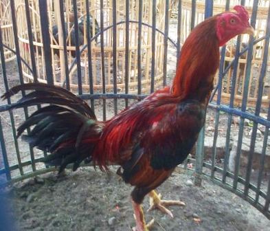 Harga Ayam birma asli Jenis rambong