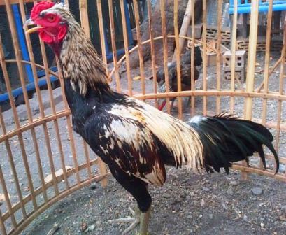 Harga Ayam birma asli gostan