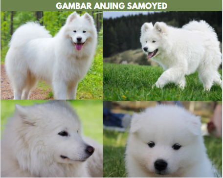 gambar anjing samoyed