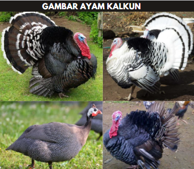 gambar ayam kalkun