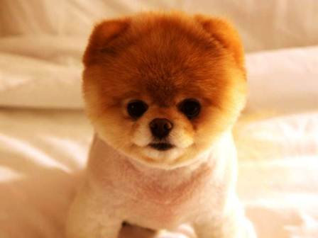 harga anjing pomeranian mini (mini pom)