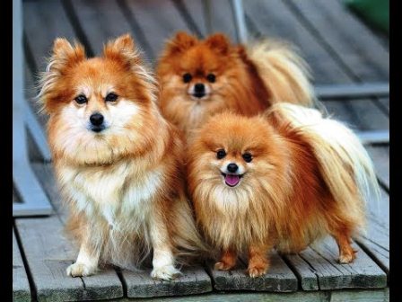 harga anjing pomeranian murah