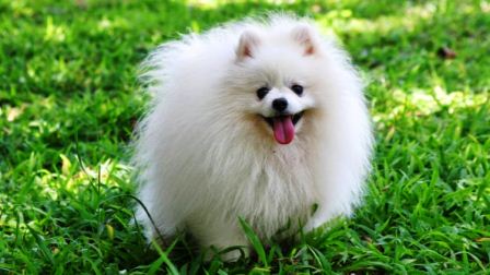 harga anjing pomeranian