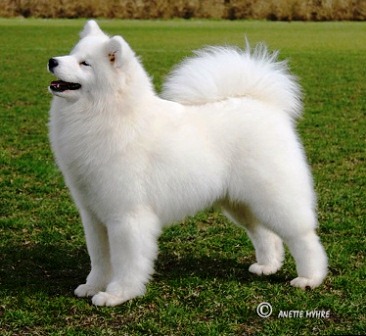 harga anjing samoyed murah