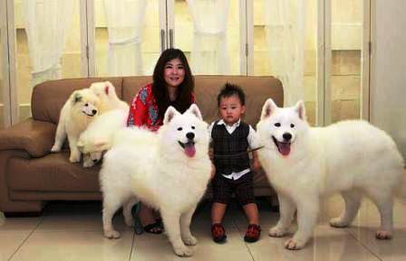 harga anjing samoyed