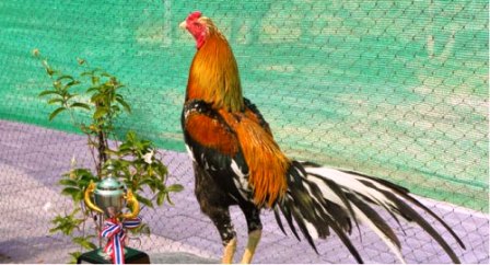 harga ayam bangkok birma