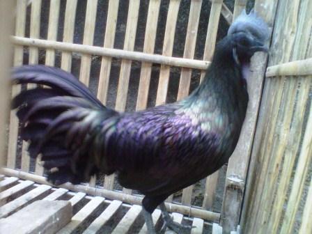 harga ayam bekisar cemani