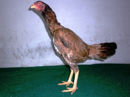 harga ayam birma betina