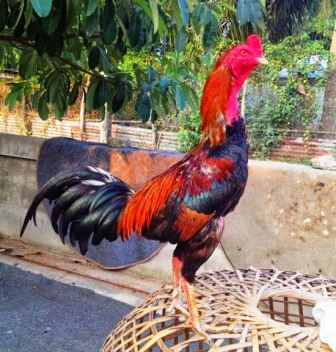 harga ayam birma super bangkok