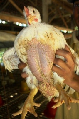 harga ayam broiler 1 kg