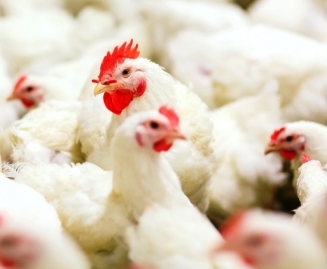 harga ayam broiler hari ini