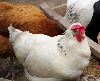 harga ayam broiler organik