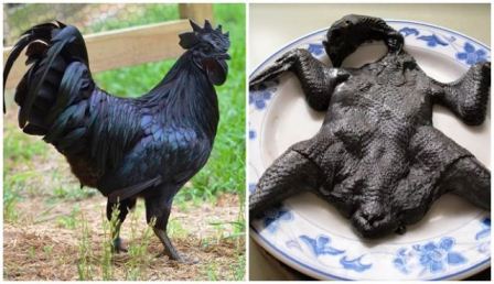 harga ayam cemani di Temanggung