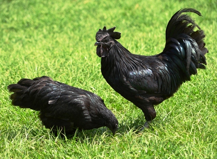 harga ayam cemani lidah hitam