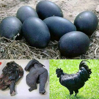 harga ayam cemani yang asli