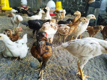 harga ayam jawa super hari ini