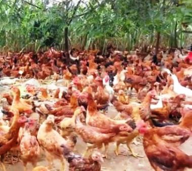 harga ayam jawa super siap panen