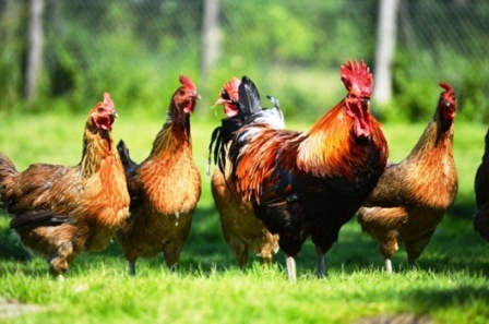 harga ayam kampung hari ini