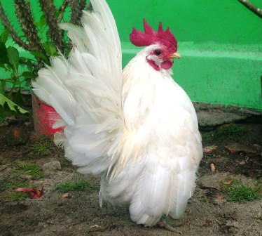 harga ayam kate putih