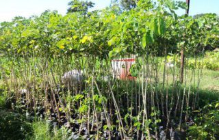 harga bibit kayu trembesi