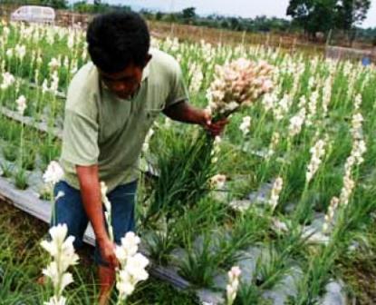 harga bunga sedap malam per tangkai