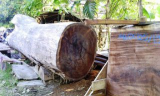 harga kayu trembesi per kubik