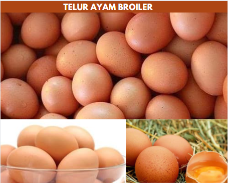 telur ayam broiler