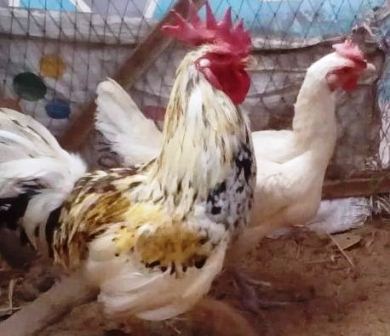 Harga Ayam Ketawa Sepasang