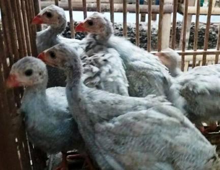 Harga Ayam Mutiara Silver Anakan