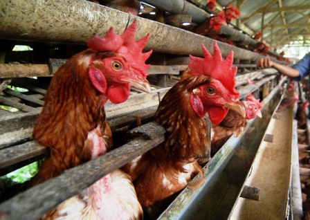 Harga Ayam Petelur Afkir