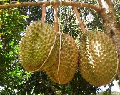Hasil Buah Durian Bawor