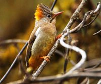 Harga Burung Yuhina