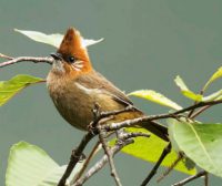 Harga Burung Yuhina Gacor