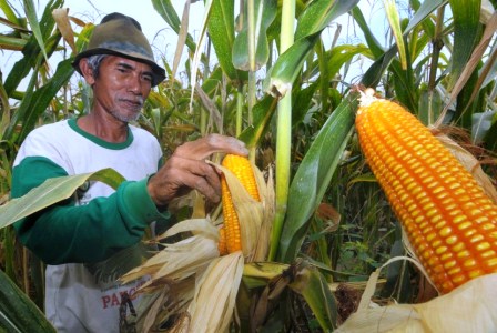 Harga Jagung di Surabaya, Jawa Timur