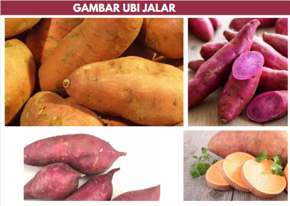 gambar ubi jalar