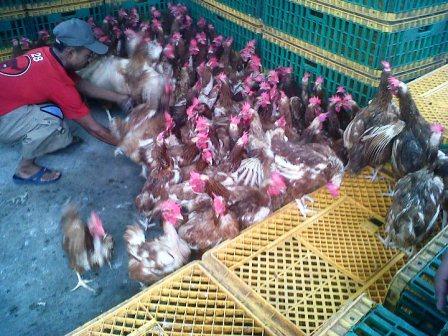 Harga Ayam Merah Per Ekor, Mulai dari IDR 35.000