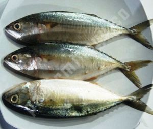 Harga Ikan Kembung Banjar