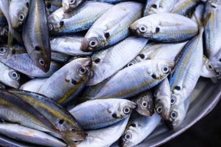 Harga Ikan Kembung