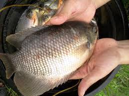 Harga Ikan Mujair Sekilo (Per kg)