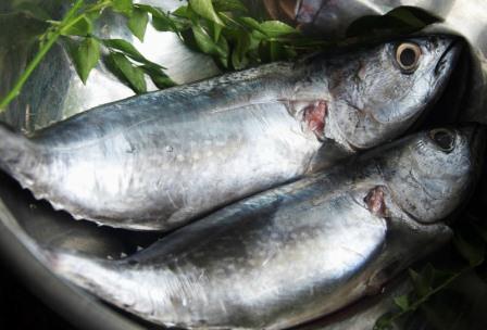 Harga Ikan Tongkol